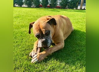 Luna - Boxer Seniorin sucht ein neues Zuhause