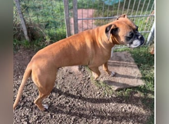 Luna - Boxer Seniorin sucht ein neues Zuhause