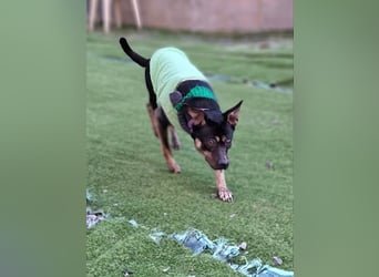 kleine Boxer Mix Lady möchte gerne deine Begleiterin sein