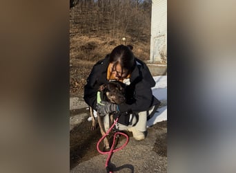 kleine Boxer Mix Lady möchte gerne deine Begleiterin sein