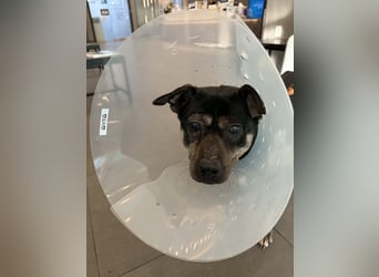 kleine Boxer Mix Lady möchte gerne deine Begleiterin sein