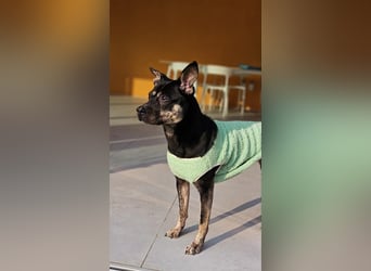 kleine Boxer Mix Lady möchte gerne deine Begleiterin sein