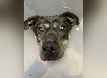 kleine Boxer Mix Lady möchte gerne deine Begleiterin sein