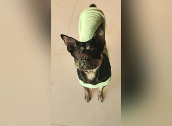kleine Boxer Mix Lady möchte gerne deine Begleiterin sein