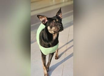 kleine Boxer Mix Lady möchte gerne deine Begleiterin sein