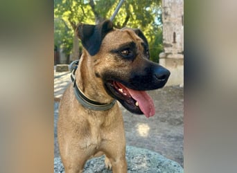 Cardiguinha, ein echte Boxer(mischling)
