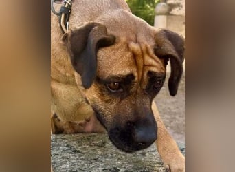 Cardiguinha, ein echte Boxer(mischling)