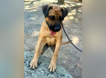 Cardiguinha, ein echte Boxer(mischling)