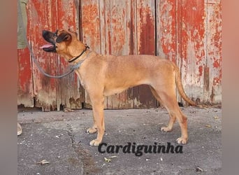 Cardiguinha, ein echte Boxer(mischling)