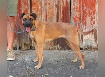 Cardiguinha, ein echte Boxer(mischling)