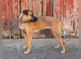 Cardiguinha, ein echte Boxer(mischling)