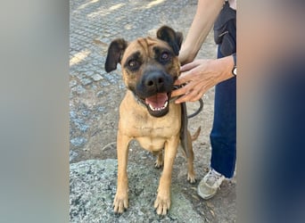 Cardiguinha, ein echte Boxer(mischling)