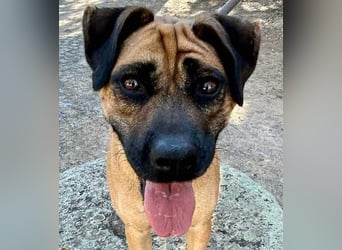 Cardiguinha, ein echte Boxer(mischling)