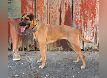 Cardiguinha, ein echte Boxer(mischling)