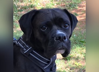 Black Abby - verschmust und lernfreudig - Tierhilfe Franken e.V.