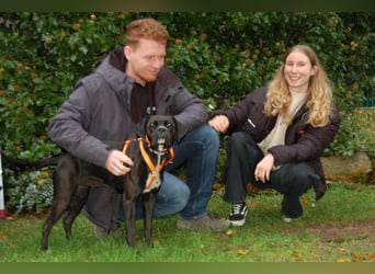 Black Abby - verschmust und lernfreudig - Tierhilfe Franken e.V.