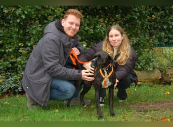 Black Abby - verschmust und lernfreudig - Tierhilfe Franken e.V.