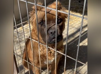 Grinch - Abenteuerhund sucht Mensch