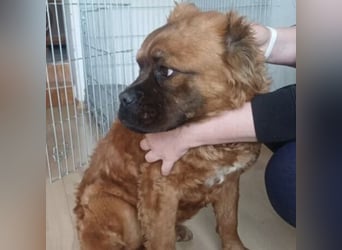 Grinch - Abenteuerhund sucht Mensch