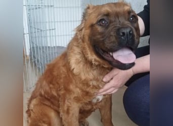 Grinch - Abenteuerhund sucht Mensch