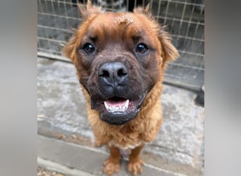 Grinch - Abenteuerhund sucht Mensch