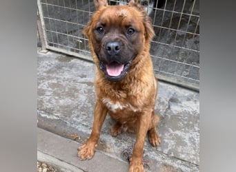 Grinch - Abenteuerhund sucht Mensch