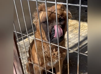 Grinch - Abenteuerhund sucht Mensch