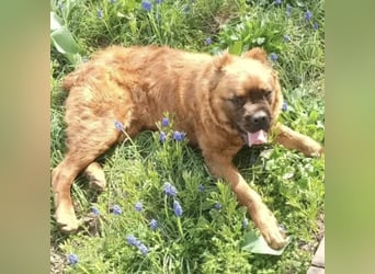 Grinch - Abenteuerhund sucht Mensch