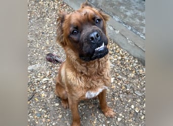 Grinch - Abenteuerhund sucht Mensch
