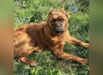 Grinch - Abenteuerhund sucht Mensch