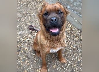 Grinch - Abenteuerhund sucht Mensch