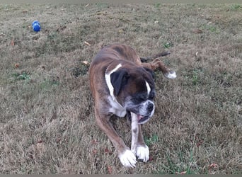 Lobo S276 sucht dringend ein neues Zuhause