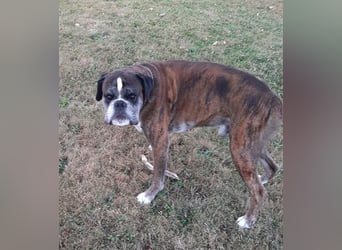 Lobo S276 sucht dringend ein neues Zuhause