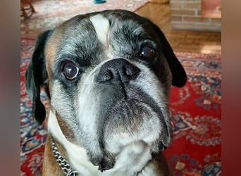 Lobo S276 sucht dringend ein neues Zuhause