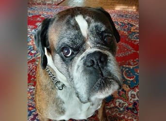 Lobo S276 sucht dringend ein neues Zuhause