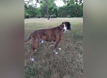 Lobo S276 sucht dringend ein neues Zuhause