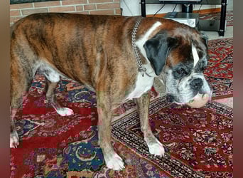 Lobo S276 sucht dringend ein neues Zuhause