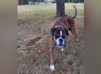 Lobo S276 sucht dringend ein neues Zuhause