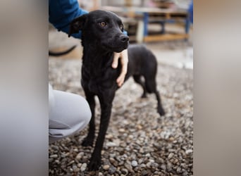 Ivy eine sanfte Seele