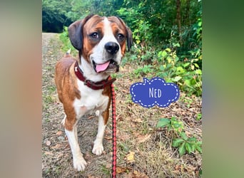 NED ein Traumhund