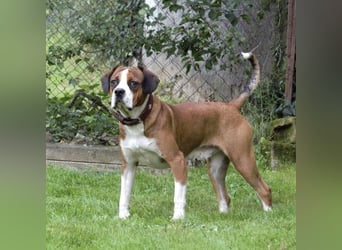 NED ein Traumhund