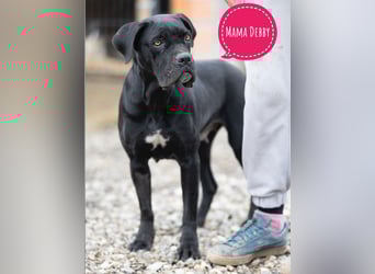 Ivy eine sanfte Seele