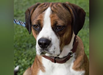 NED ein Traumhund