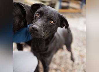 Ivy eine sanfte Seele