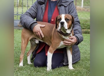 NED ein Traumhund