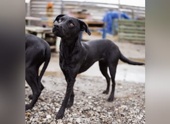 Ivy eine sanfte Seele