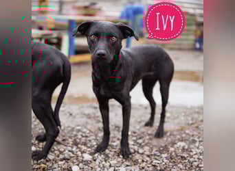 Ivy eine sanfte Seele