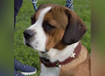 NED ein Traumhund