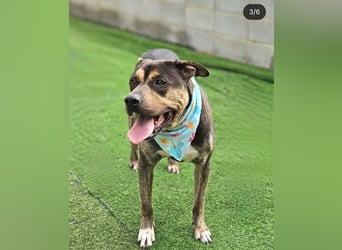 Lieber Boxermix mit Sinn für Abenteuer ,aber auch Sofa 25kg geb.2022