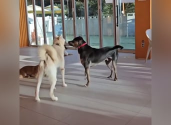 Lieber Boxermix mit Sinn für Abenteuer ,aber auch Sofa 25kg geb.2022